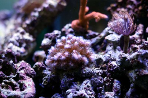 Pocillopora