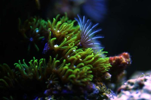 Sjernepolyp og rørorm