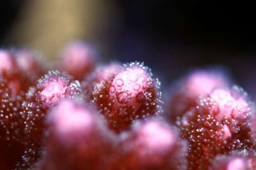 Close up af Pocillopora