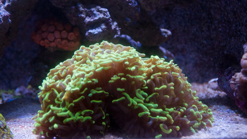 hammerkoral (1 of 1).jpg