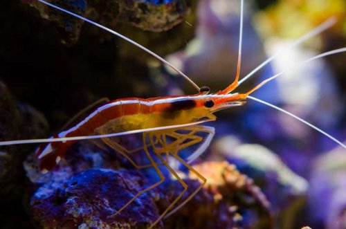 Akvarie April 2013-8.JPG