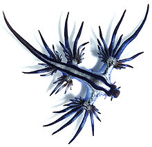 220px-Glaucus_atlanticus_1_cropped.jpg