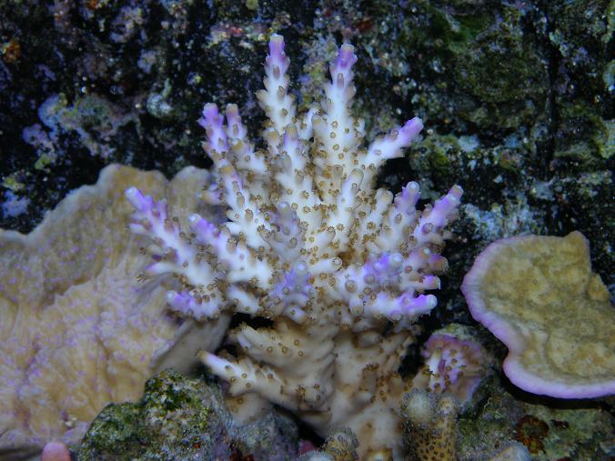 Acopora.JPG