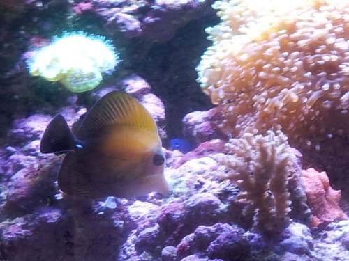 Zebrasoma scopas