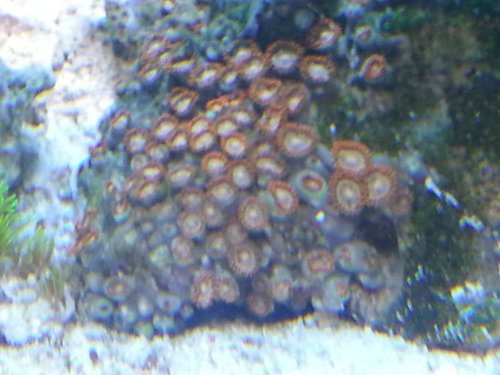Nye zoa 029.jpg