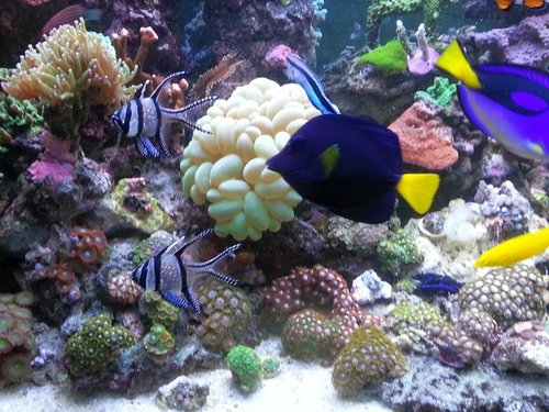 zoa 7.jpg