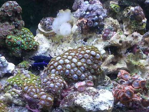 zoa8.jpg
