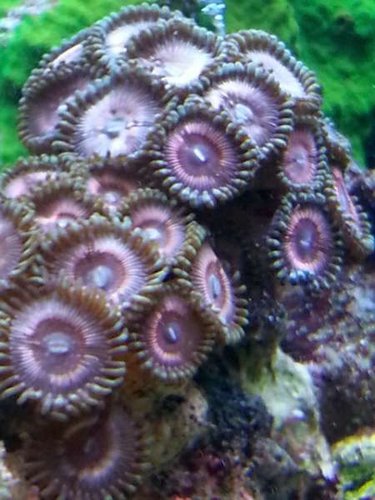 zoa5.jpg