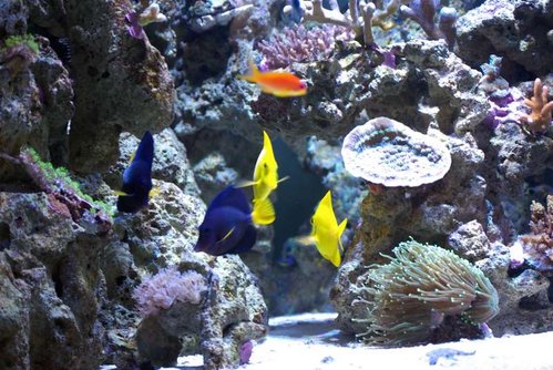 2 gule og 2 purple tangs