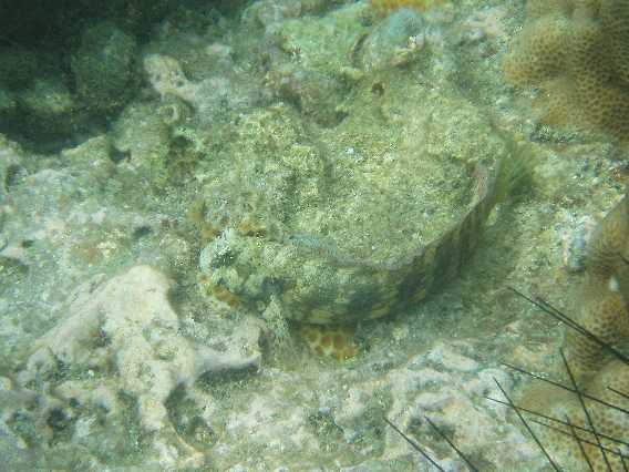 Hugo (Salarias fasciatus)
