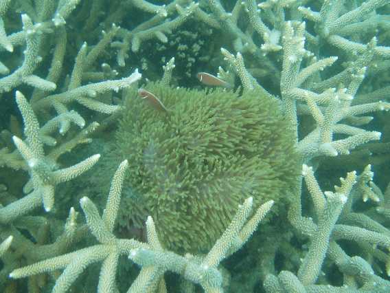 Klovnfisk (Amphiprion perideraion) i anemone af arten Heteractis magnifica, de har placeret sig selv i midten af en Acropora. Anemonerne stod mange steder i store klynger, der dækkede adskillige kvadratmetre. De fandtes både i lyserøde/violette og i mere 