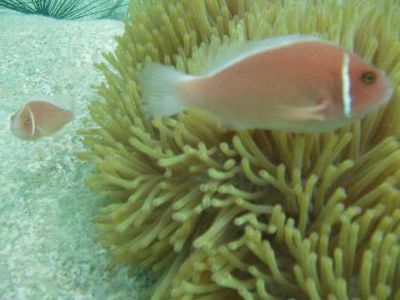 Også klovnfisk i en anemone.