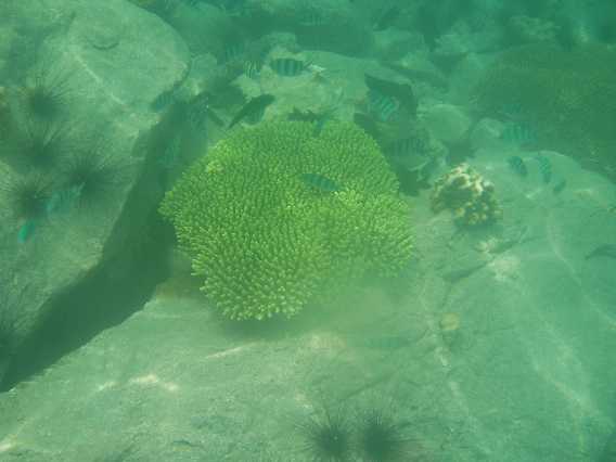En grøn-gul Acropora omgivet af en flok sergentfisk (Abudefduf sp.)