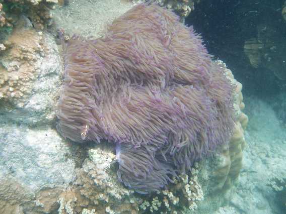 Flere klovnfisk i anemone.