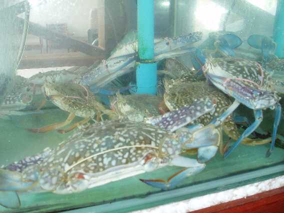 En række akvarier lige uden for hotellets restaurent gik disse blålige krabber. Det var også et akvarie med  krabber, der mindede meget om de hjemlige taskekrabber.