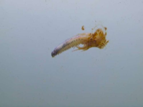 aiptasia fanger polychaetisk epitoke.jpg