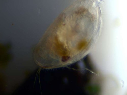 ostracod