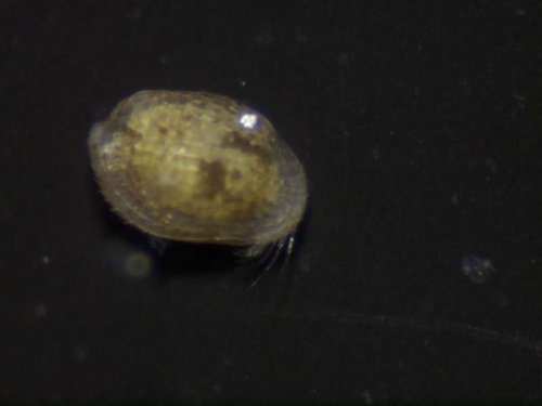 ostracod