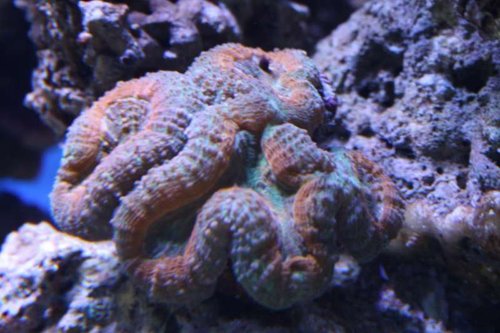 Lobophyllia.JPG
