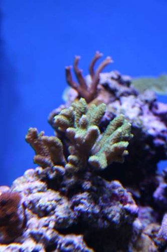 gulgrøn millepora.JPG