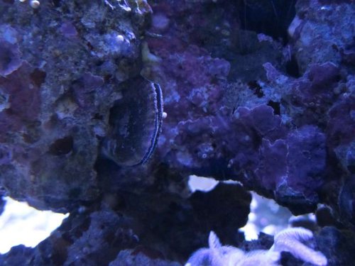 ID ?