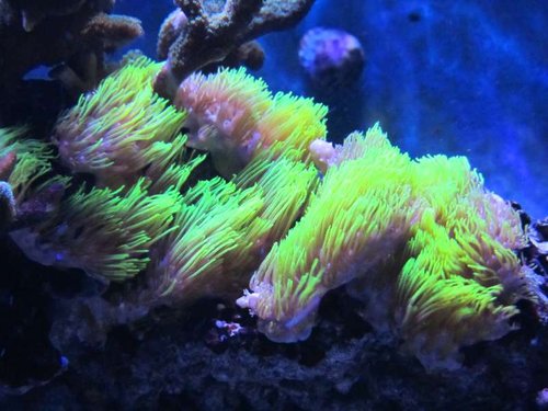 Clavularia viridis (Neon grøn)