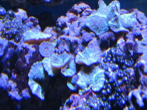 Discosoma