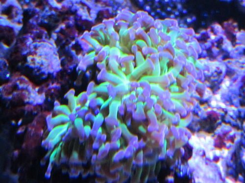 Euphyllia ancora