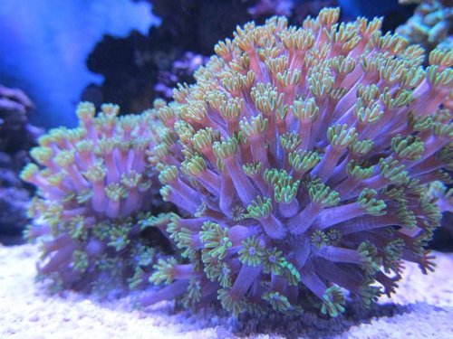 Goniopora