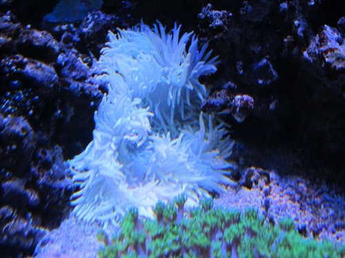 Heteractis crispa