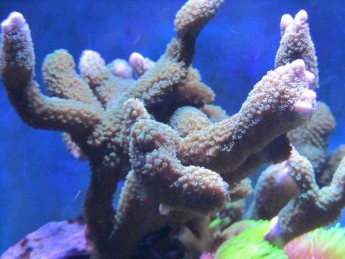 Montipora digitata (grøn)