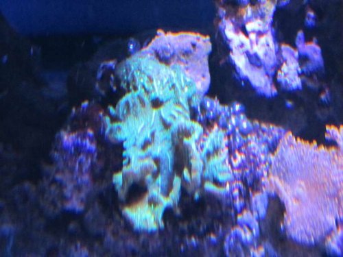 Pavona Decussata