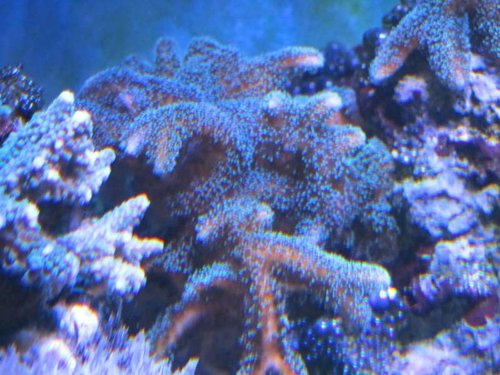 Seriatopora Caliendrum (baby blå)
