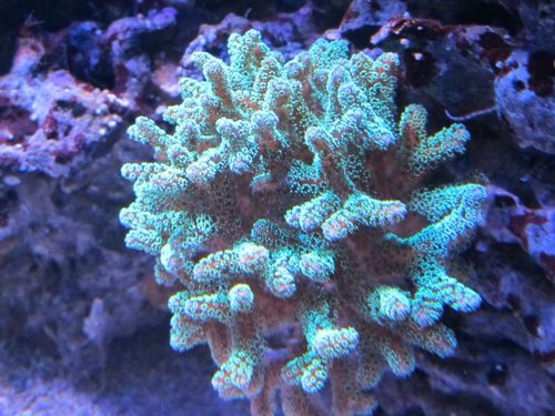 Seriatopora Caliendrum (grøn)