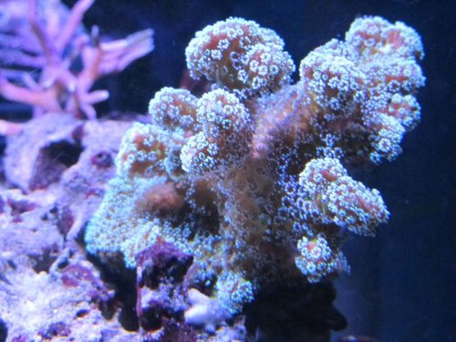 Stylophora Pistillata