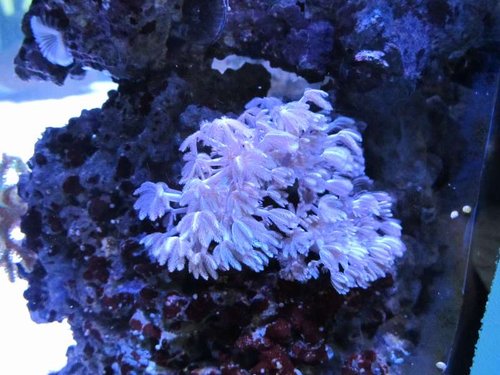 Xenia umbellata