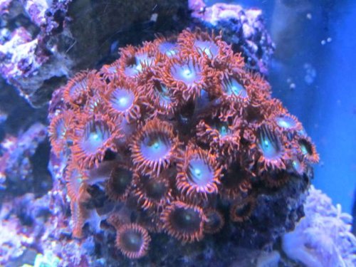 Zoanthids (røde, grøn midt)