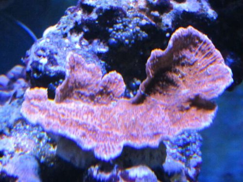 Montipora Capricornis (Orange rød)