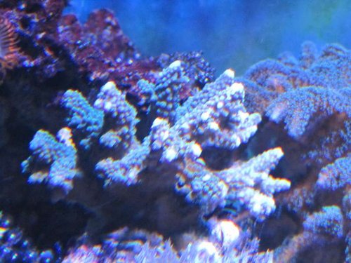 Acropora Humilis