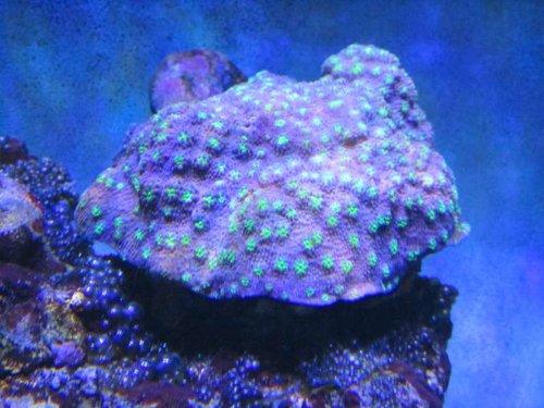 Echinopora Lamellosa