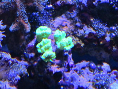 Caulastrea