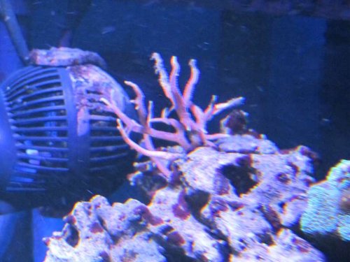 Seriatopora Hysterix (pink)