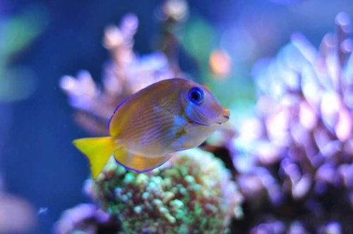 Acanthurus coeruleus