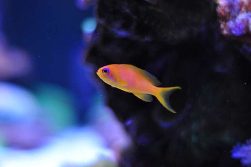 Pseudanthias squamipinnis