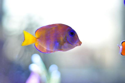 Acanthurus coeruleus