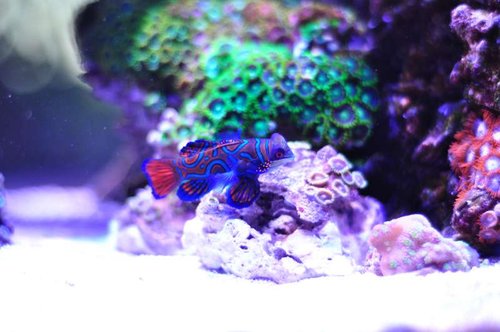 Pterosynchiropus splendidus