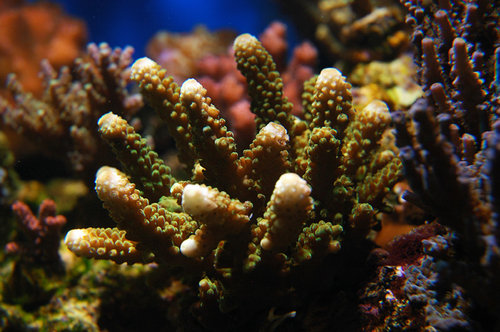 Acropora humilis3.jpg