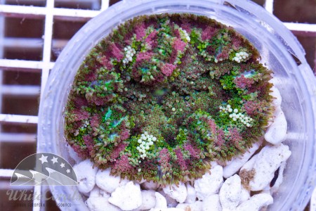 anemone whitecoral.jpg