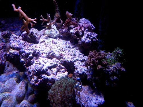 Diverse Acropora sp. fragmenter placeret højt unde LED