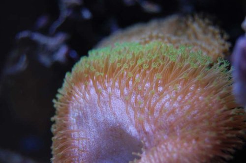 DSC_1352.JPG